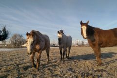 Horses-1-scaled