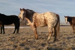 Horses-Pasture-2